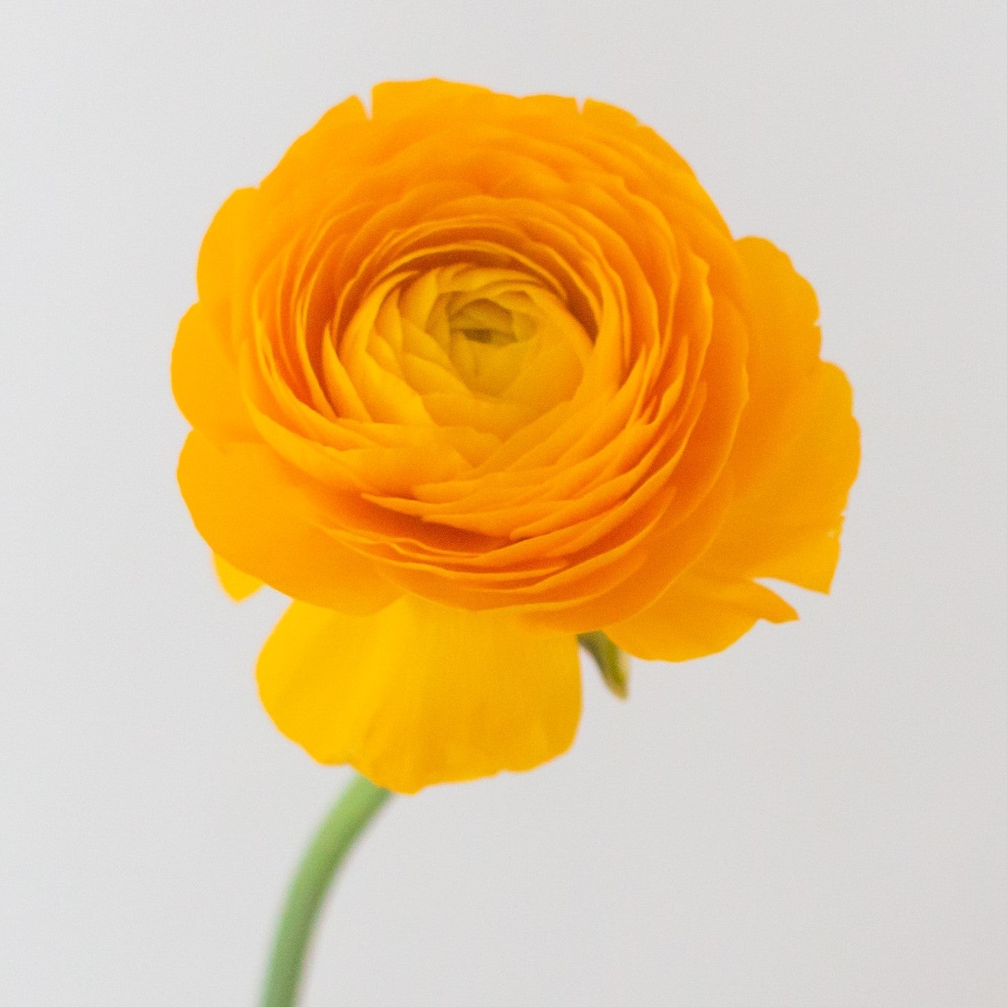 Build Your Own Wildflower Box (10 bunch minimum)