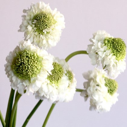 Build Your Own Wildflower Box (10 bunch minimum)