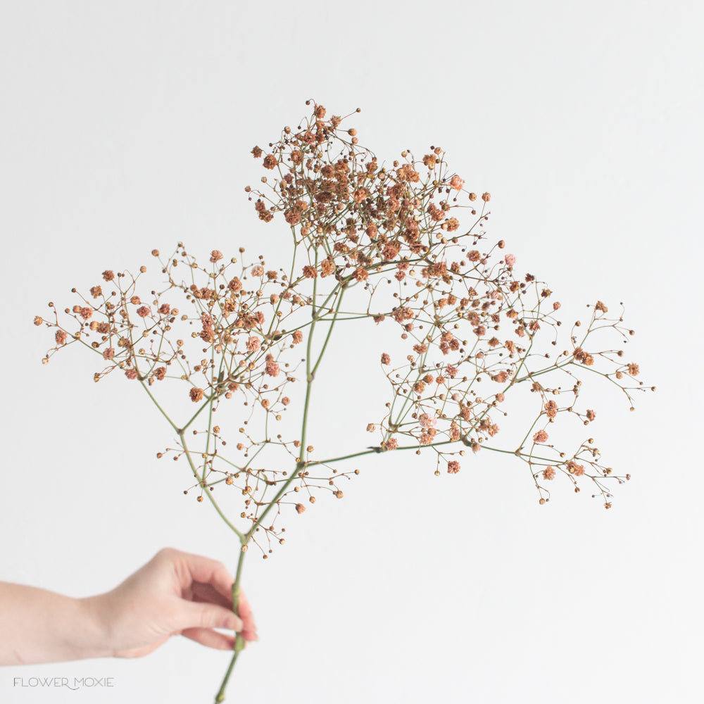 Tinted Terracotta Baby's Breath Flower