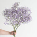 Tinted Lavender Baby's Breath Flower
