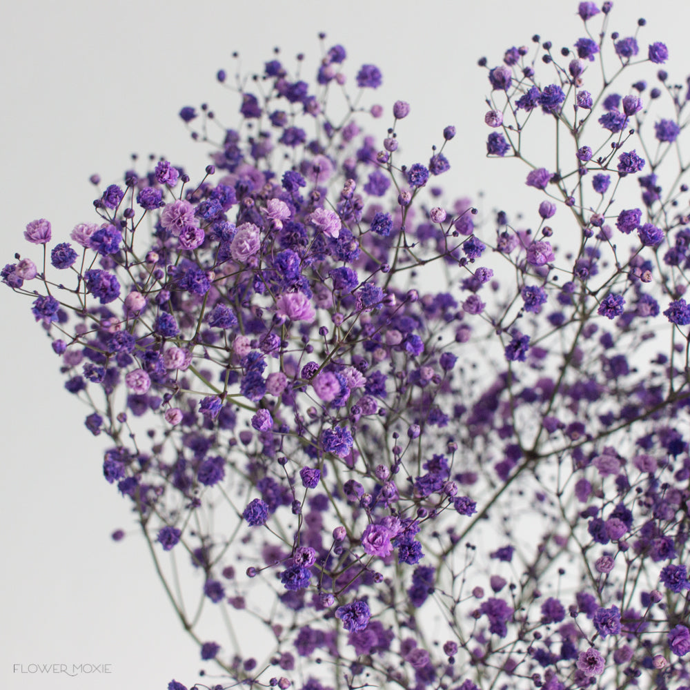 Tinted Purple Baby's Breath Flower