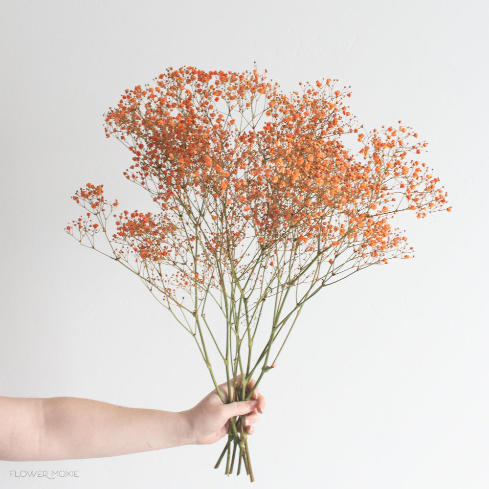 Tinted Orange Baby's Breath Flower