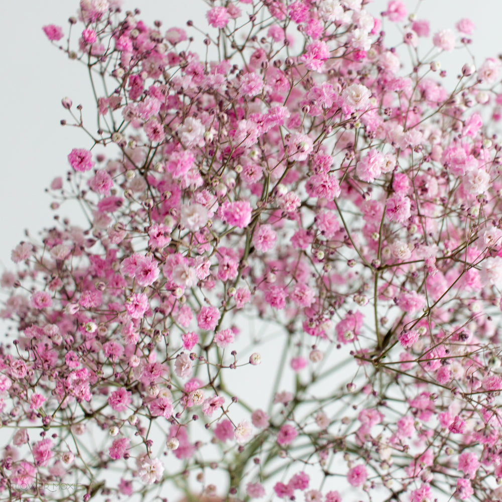 Tinted Pink Baby's Breath Flower