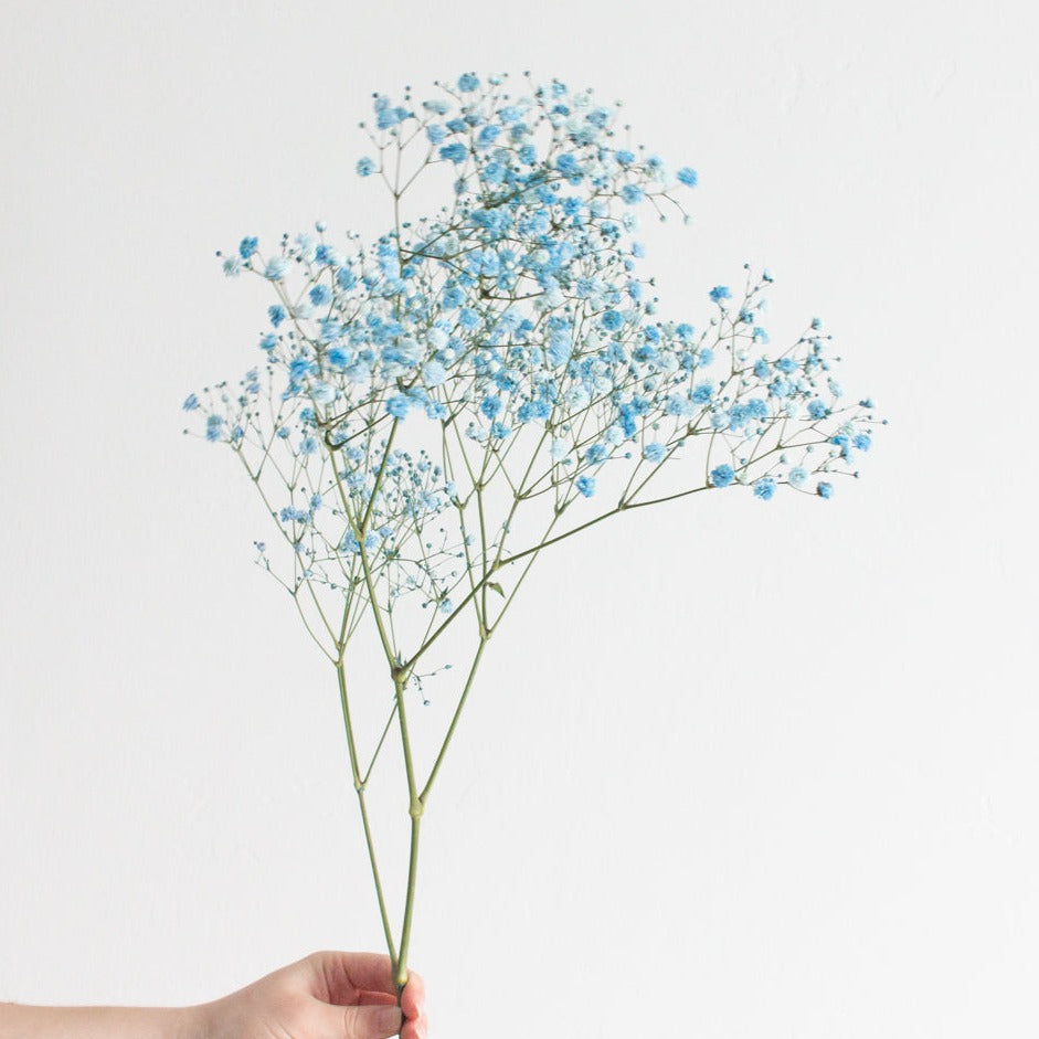 Tinted Blue Baby's Breath Flower
