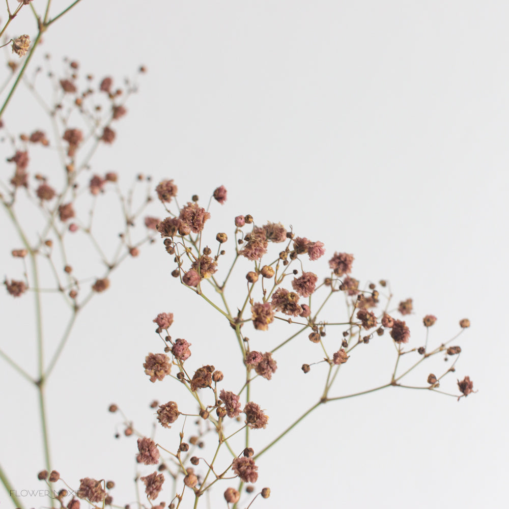 Tinted Terracotta Baby's Breath Flower