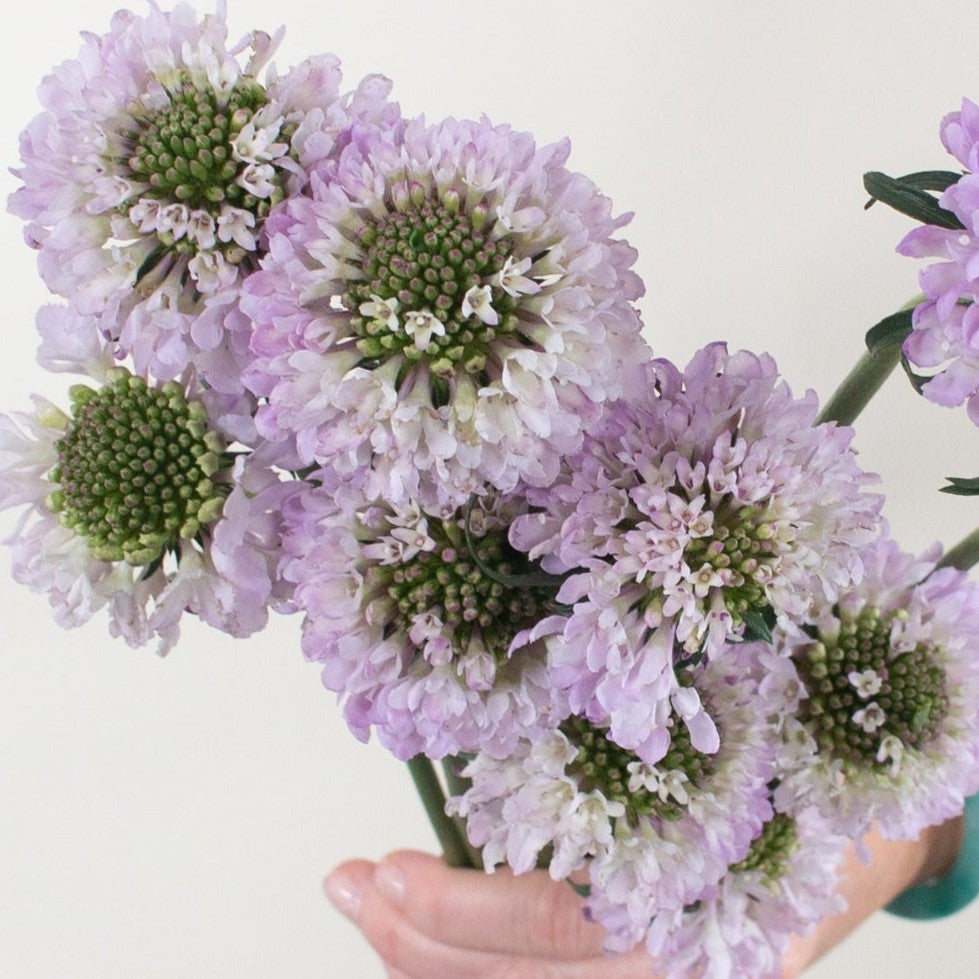 Build Your Own Wildflower Box (10 bunch minimum)