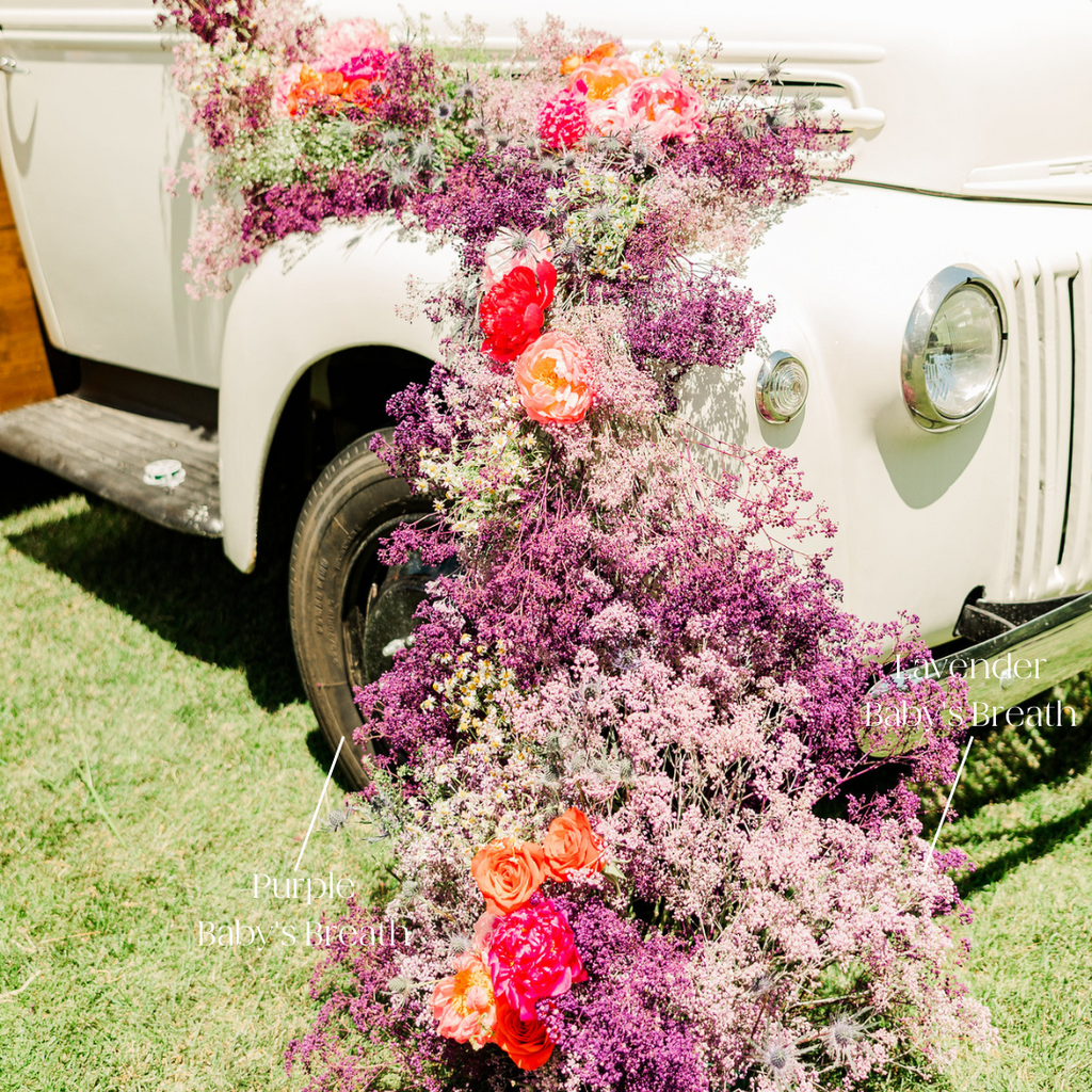 Tinted Lavender Baby's Breath Flower