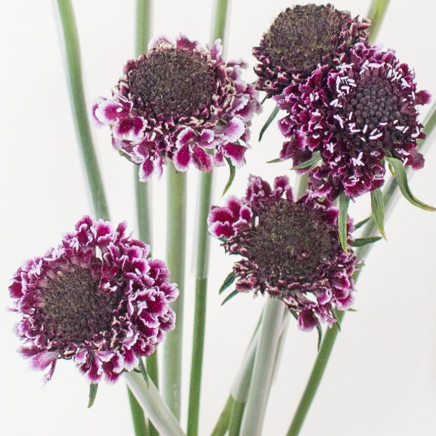 Build Your Own Wildflower Box (10 bunch minimum)