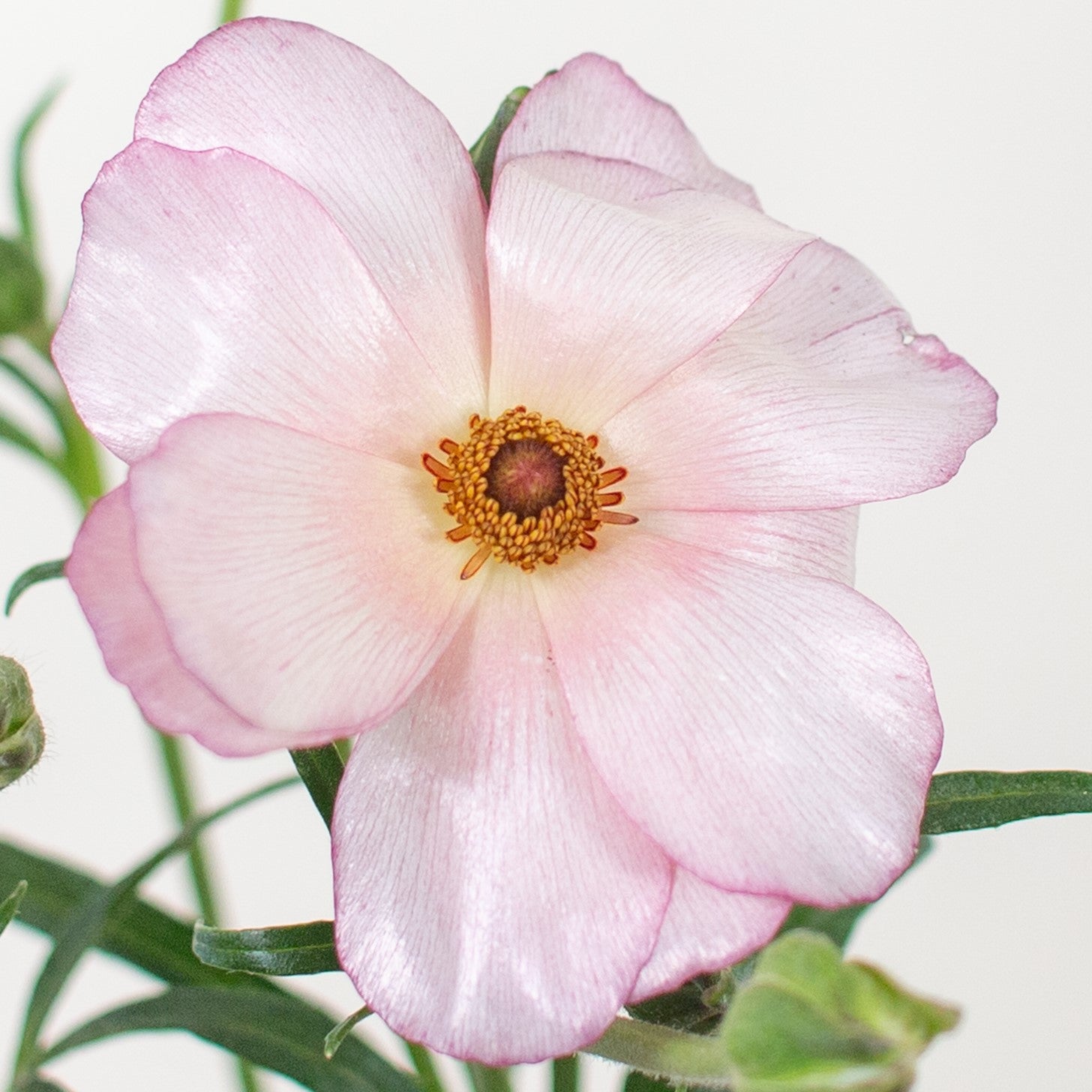 Build Your Own Wildflower Box (10 bunch minimum)
