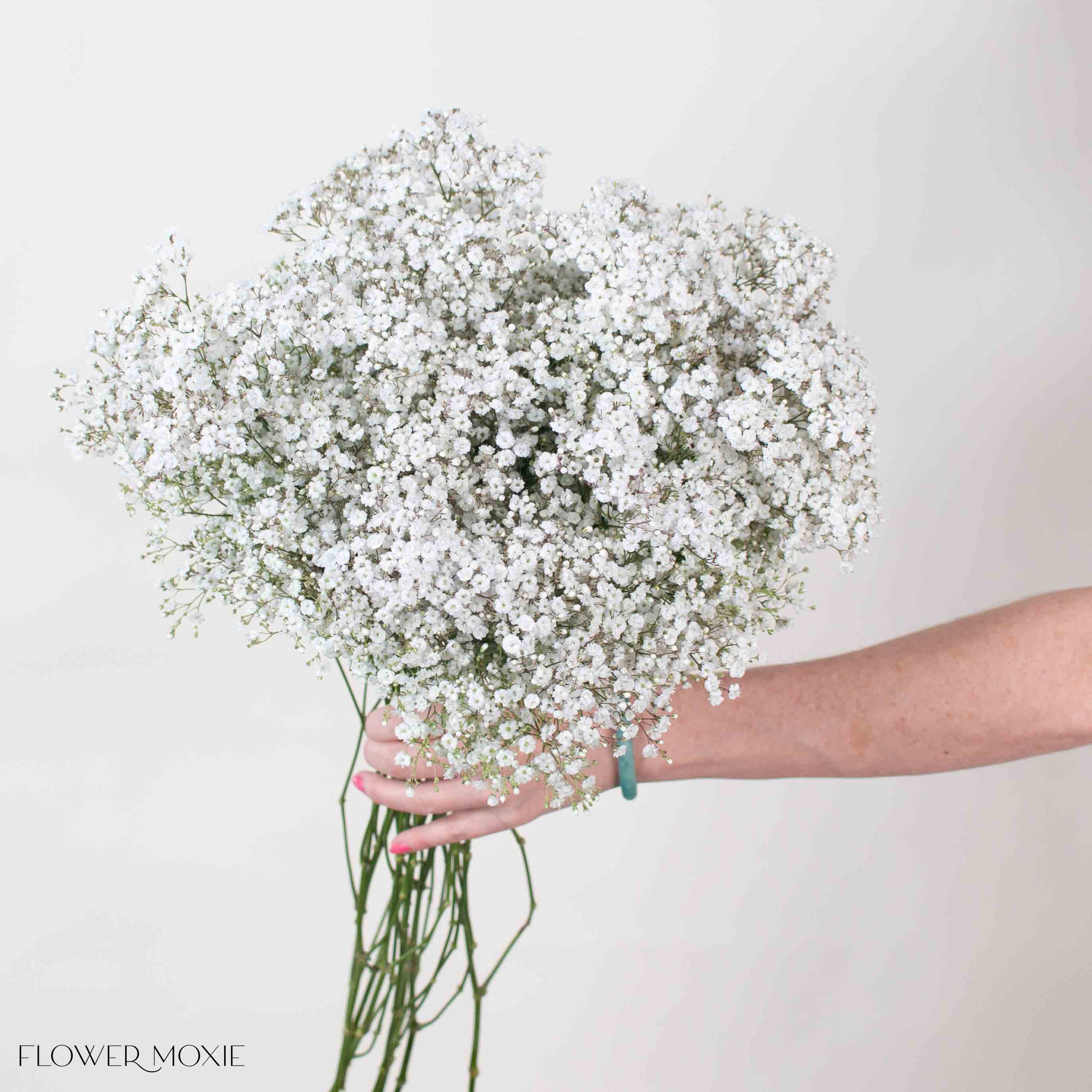 Small Million Star Baby's Breath Flower
